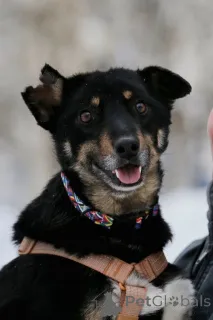 Фото №2 к объявлению №167279 о продаже беспородную - купить в России частное объявление