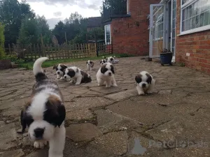 Дополнительные фото: Щенки сенбернара.