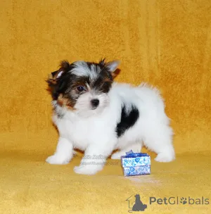 Дополнительные фото: Щенки бивер терьера в Тбилиси и Батуми. Родословная FCI.