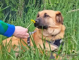 Фото №3. Некрупный солнечный пес Айк ищет дом.  Россия