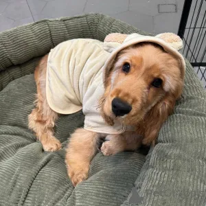 Фото №1. английский кокер-спаниель - купить в Лимбург за договорная. Объявление №165206