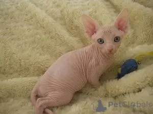 Фото №1. сфинкс - купить в Ганновер за 23192₽. Объявление №156672