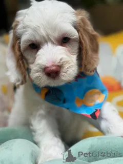 Фото №2 к объявлению №156279 о продаже лабрадудля - купить в Люксембурге частное объявление