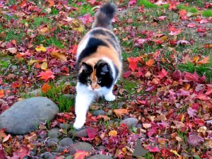 Фото №1. мейн-кун - купить в North за договорная. Объявление №139214