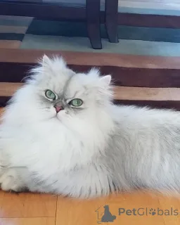 Фото №2 к объявлению №162968 о продаже персидская - купить в Швейцарии заводчик