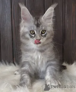 Фото №2 к объявлению №161400 о продаже мейн-кун - купить в Германии заводчик