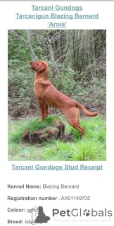 Фото №2 к объявлению №166833 о продаже лабрадор-ретривера - купить в Великобритании заводчик