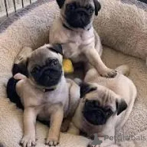 Фото №1. мопс - купить в Варшаве за 74214₽. Объявление №167701