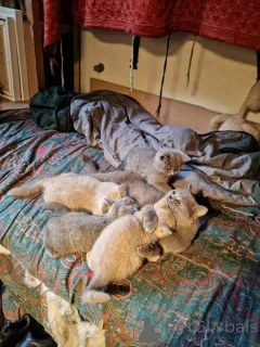 Дополнительные фото: Британский Куржаар. WhatsApp 44 7453 907158