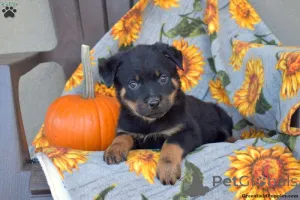 Фото №3. Rottweiler Puppies - 3 девушки, оставшиеся, могут покинуть Thur!.  Греция