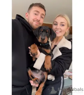 Дополнительные фото: KC зарегистрированный Doberman Puppy