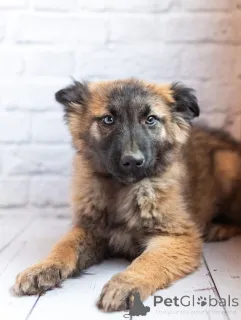 Дополнительные фото: Мишель - активный медвежонок в добрые заботливые руки!