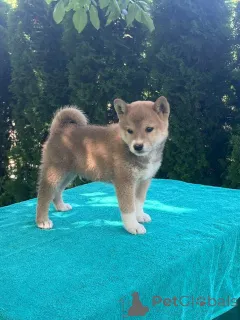 Дополнительные фото: Shiba-Inu Puppy
