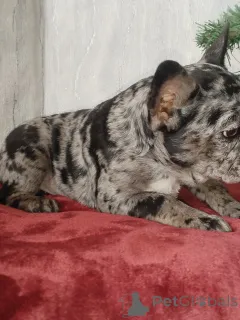 Дополнительные фото: Французский бульдог