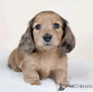 Фото №1. такса - купить в Берлине за 46384₽. Объявление №137583