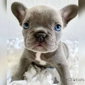 Фото №2 к объявлению №138543 о продаже французского бульдога - купить в Франции 