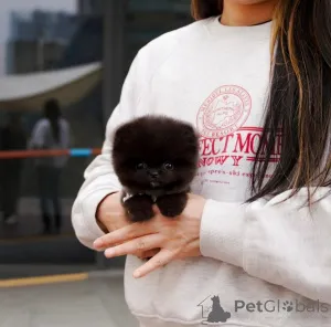 Фото №1. померанский шпиц - купить в Los Angeles за 39426₽. Объявление №135546