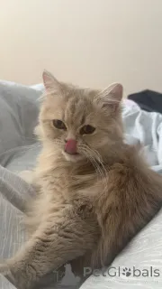 Дополнительные фото: Тбилиси