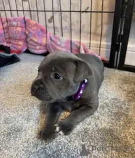 Фото №1. американский питбультерьер - купить в Делавэр за Бесплатно. Объявление №167434