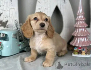 Дополнительные фото: Таксы, приученные к туалету