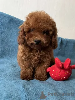 Дополнительные фото: Toy poodle's girl