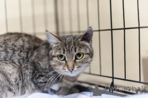 Фото №1.  - купить в Химках за Бесплатно. Объявление №159112