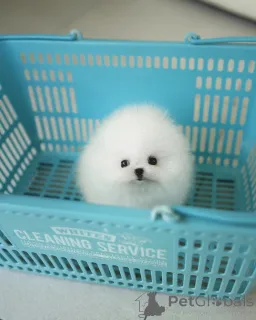 Фото №1. померанский шпиц - купить в Liberec за договорная. Объявление №155013