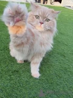 Фото №3. Милая, мягкая и полная грации, знакомьтесь, Аня, сибирская снежная принцесса.. Исландия