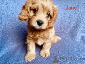 Фото №4. Продажа кинг-чарльз-спаниеля в Виллах заводчик - цена 37107₽