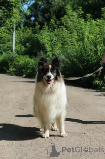 Дополнительные фото: Папильон big size, Тейлор ждёт семью