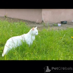 Дополнительные фото: Юная белоснежная принцесса с разноцветными глазами ищет дом!!!! Минск.