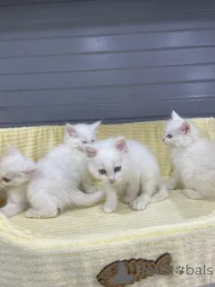 Фото №1. рэгдолл - купить в Хельсинки за Бесплатно. Объявление №165323