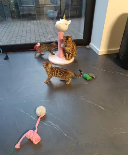 Дополнительные фото: Бенгальский котенок