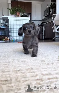 Фото №1. такса - купить в Берлине за договорная. Объявление №152355