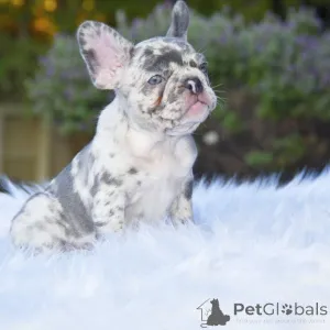 Дополнительные фото: Продаются щенки французского бульдога