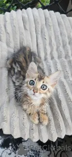 Фото №1. бенгальская - купить в Borlänge за 69575₽. Объявление №153245