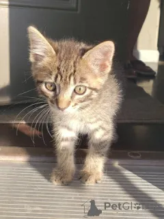 Фото №1. шотландская вислоухая (скоттиш фолд) - купить в Грузия за Бесплатно. Объявление №148696