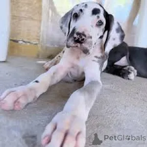 Фото №2 к объявлению №166003 о продаже немецкого дога - купить в Испании частное объявление, заводчик