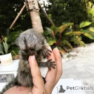 Фото №2 к объявлению №161695 о продаже  - купить в Великобритании 