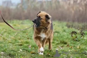 Дополнительные фото: Рыжик очень хочет домой!