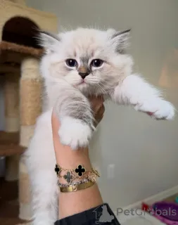 Фото №1. сибирская - купить в Экстра за договорная. Объявление №160243