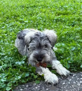 Дополнительные фото: Zwergschnauzer-Welpen schreiben Sie mir per WhatsApp an 44 7453 907158