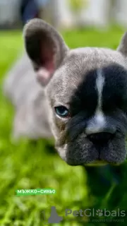 Дополнительные фото: Hello, french bulldog puppies for sale.