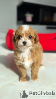 Фото №4. Продажа беспородную в Берлине заводчик - цена договорная