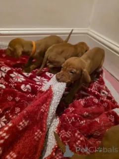 Фото №2 к объявлению №166931 о продаже венгерскую выжлу - купить в Гонконге частное объявление