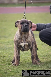 Дополнительные фото: Presa Canario Dog Canary Puppies