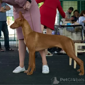 Дополнительные фото: Pharaoh Hound Puppy Boy