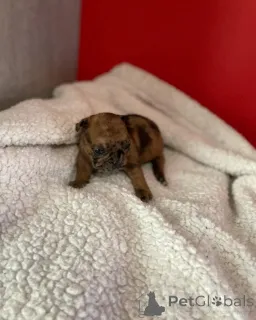 Фото №1. французский бульдог - купить в Париже за 231918₽. Объявление №163038