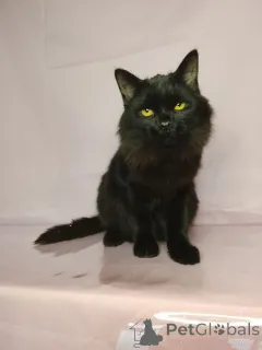 Фото №1.  - купить в Москве реке за Бесплатно. Объявление №160285