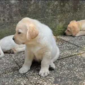 Фото №2 к объявлению №165329 о продаже лабрадор-ретривера - купить в Австрии заводчик
